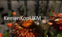 KemenKopUKM Ungkap Peran Penting UMKM dalam Berantas Kemiskinan
